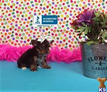 yorkshire terrier puppy posted by little paws kennel